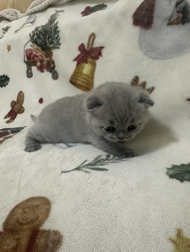 เปิดจอง ลูกแมว บริติช ชอร์ตแฮร์ (British Shorthair) รูปที่ 12