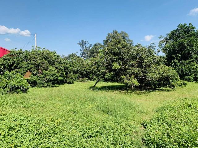 ขายที่ดินเปล่า 2งาน36ตรว.1.8ล. น้ำไม่ท่วม น้ำประปา ไฟฟ้า เข้าถึง ต.ยางเนิ้ง อ.สารภี เชียงใหม่ 5