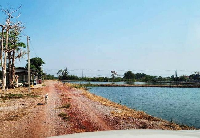 ขายที่ดิน 83 ไร่ ดอนหอยหลอด ตำบลบางจะเกร็ง อำเภอเมือง สมุทรสงคราม 6