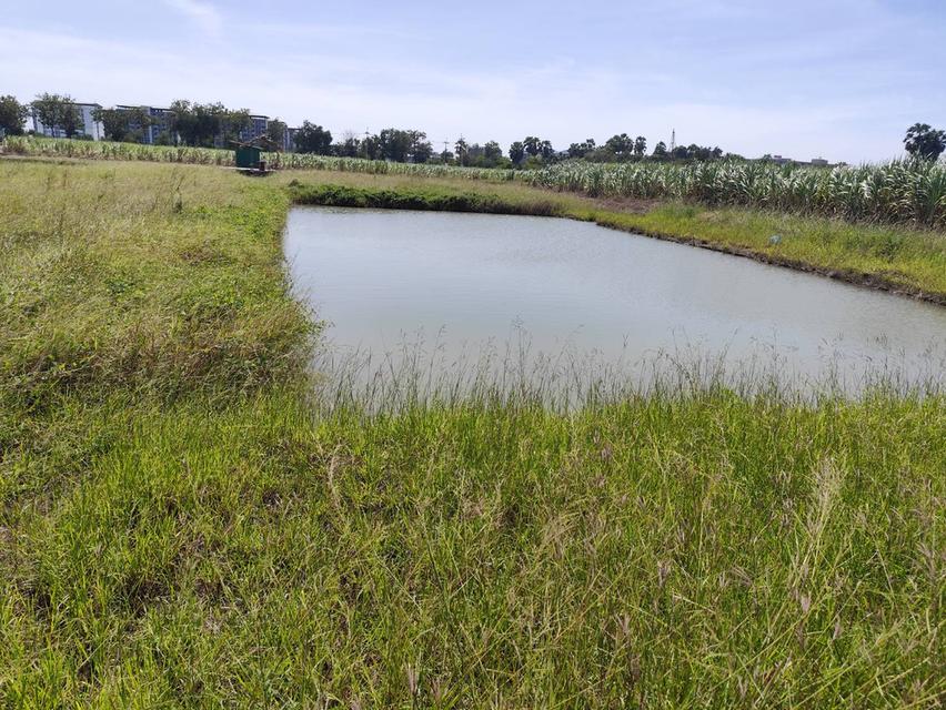 ขายที่ดินเปล่า มีแหล่งน้ำใสสองบ่อ เนื้อที่แบ่งขายได้  แบ่งได้ 200 ตรวขึ้นไป Sale land Nakhon Pathom nice view 3