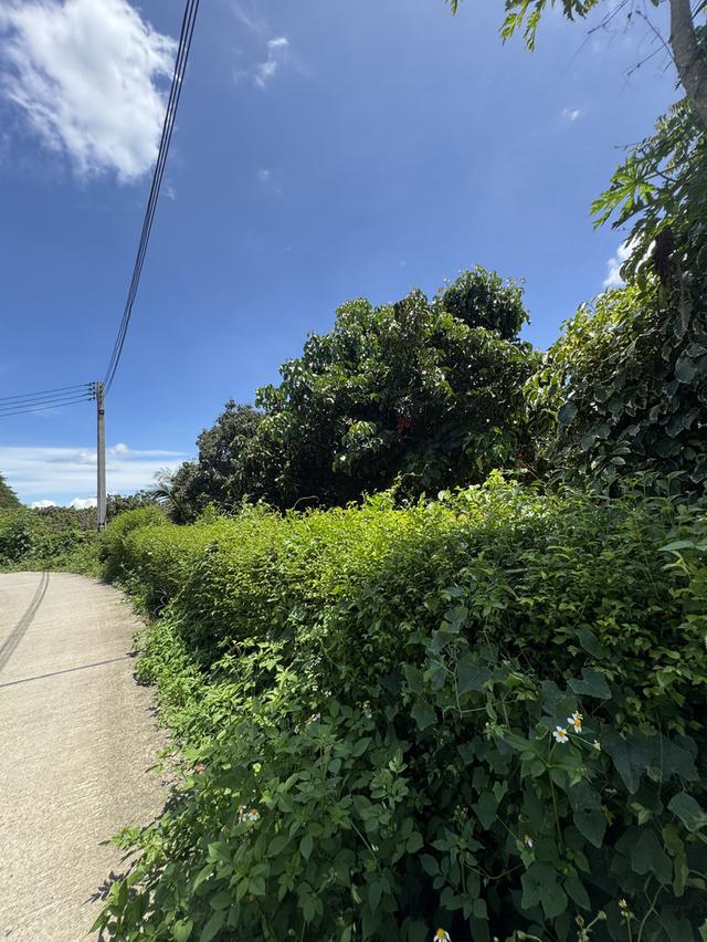 ขายที่บ้านพร้อมที่ดิน นาสวยๆ วิวดีมาก  เหมาะสำหรับทำบ้านสวน ร้านคาเฟ่  14