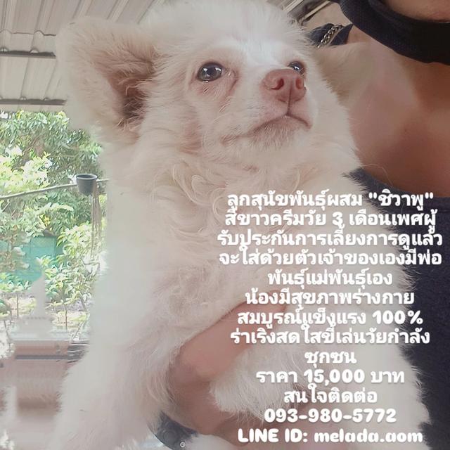 ลูกสุนัขพันธุ์ผสม "ชิวาพู" เพศผู้ สีขาวครีม อายุ3เดือน