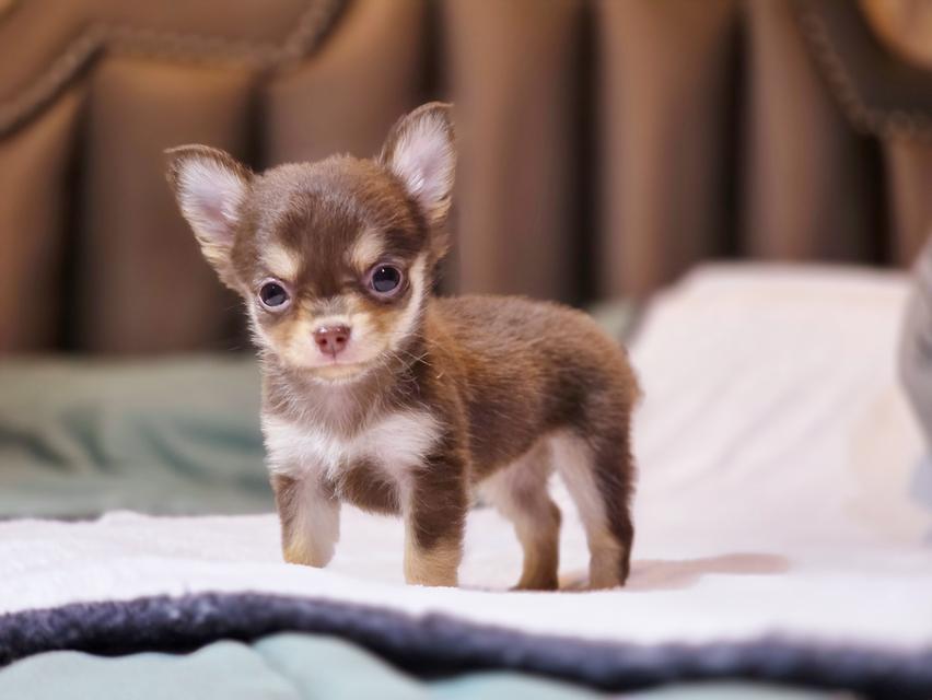 Chihuahua ขนยาวสีช็อคแทนเพศเมียมีบริการส่งเก็บปลายทาง 4