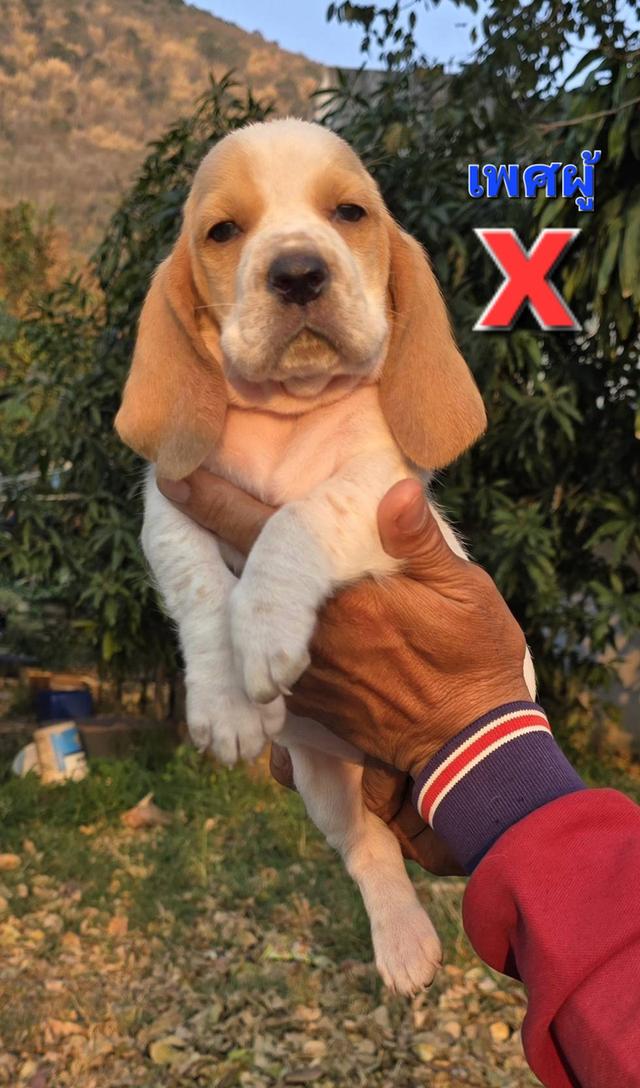 บาสเซ็ตฮาว์ดใบเพ็ดสมาคมพัฒนาพันธุ์สุนัข