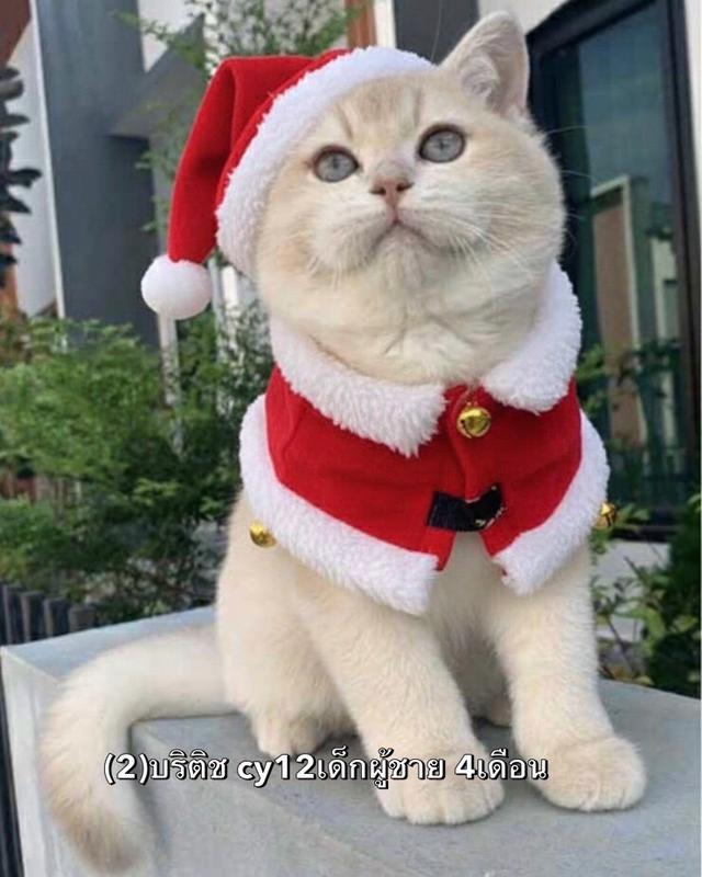 แมว บริติชช็อคแฮร์เด็กผู้ชาย 5เดือน