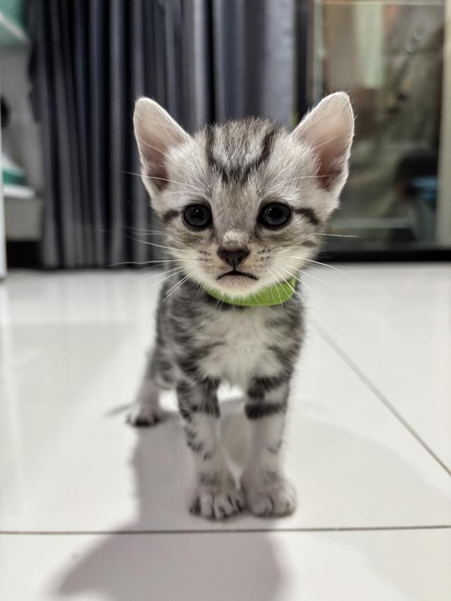 ลูกแมวพันธุ์ American Shorthair 6