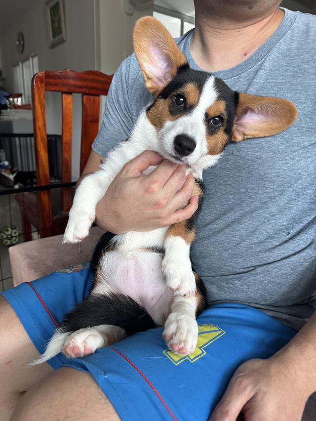 คอร์กี้คาดิแกนสายพันธ์แท้มีใบเพ็ท 3