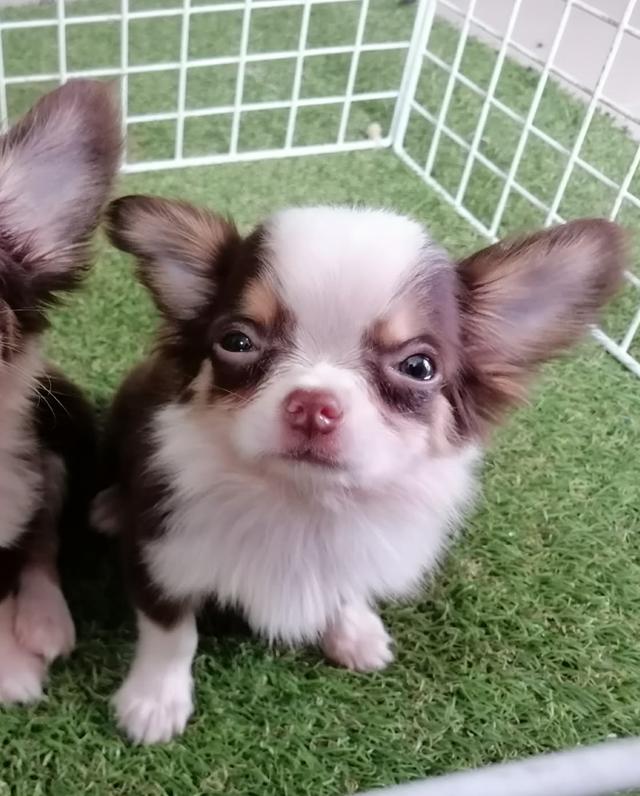 ปอมผสมสปิตซ์ พร้อมย้าย