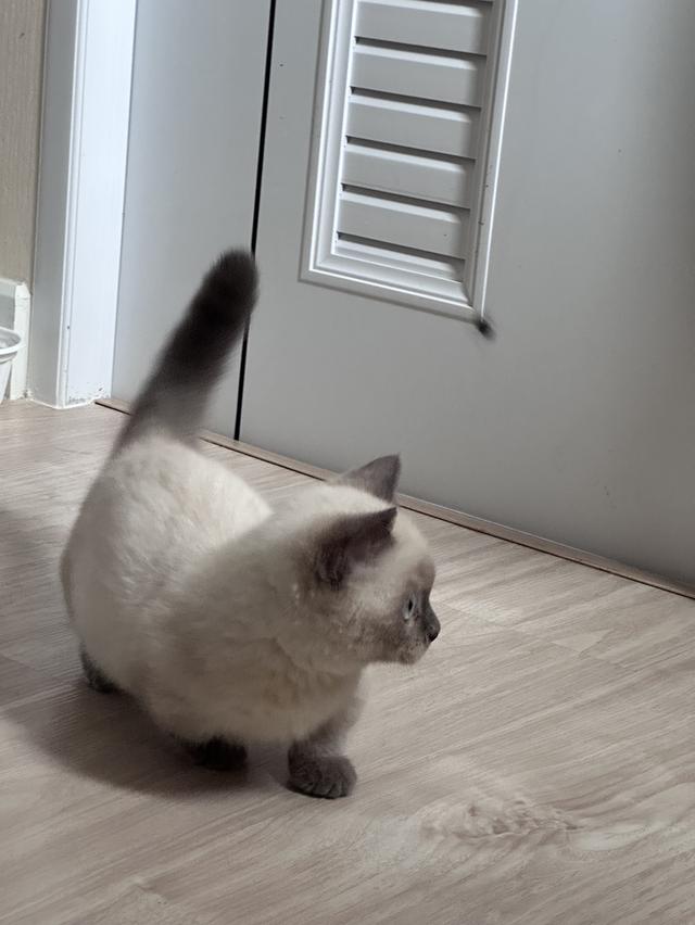 munchkin cat bluepoint  6