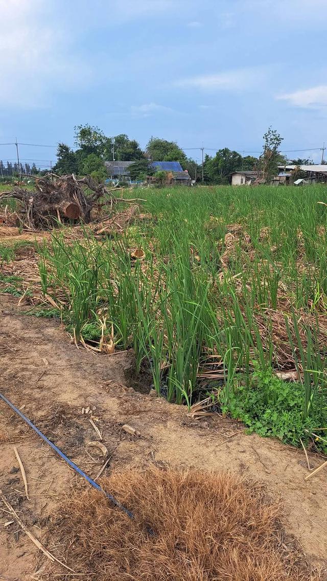 ขายที่ดินทำเลทองนครปฐมต่ำกว่าราคาประเมิน 6