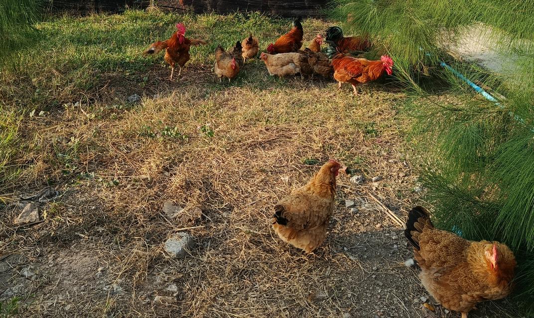 ไก่เหวินชาง (ไก่ไหหลำ) รูปที่ 3