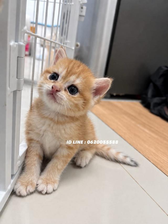 ลูกแมว บริติชช็อตแฮร์