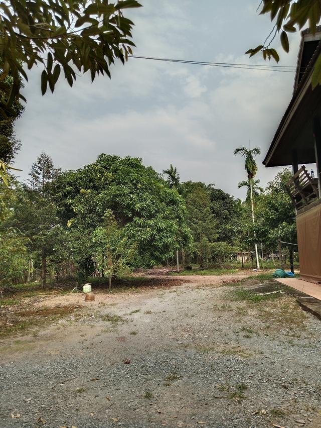 ขายที่ดินสวนผลไม้-บ้านเรือนไทย 1 หลัง 9