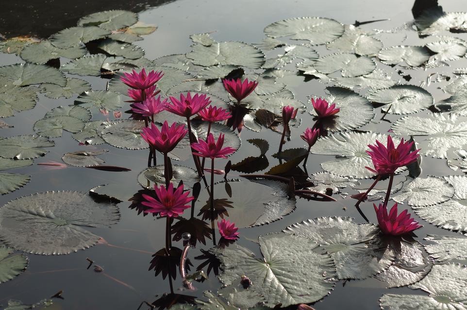 ขายบ้านเดี่ยวริมน้ำ 175 ตรว. ออกแบบสร้างโดยสถาปนิก วัสดุคุณภาพ ใกล้ BTS คูคต 19