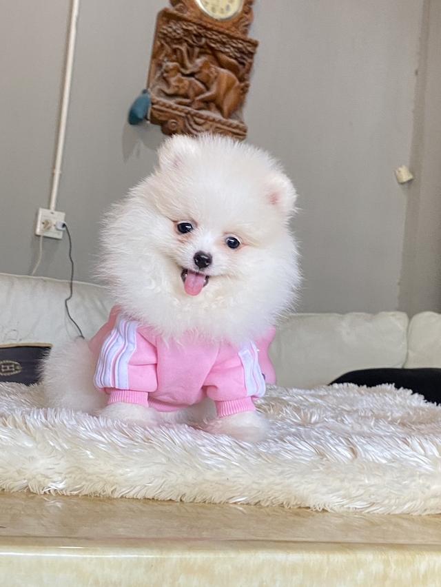 ปอมแท้ อายุ2เดือน มีหลายตัวให้เลือก ราคากันเอง