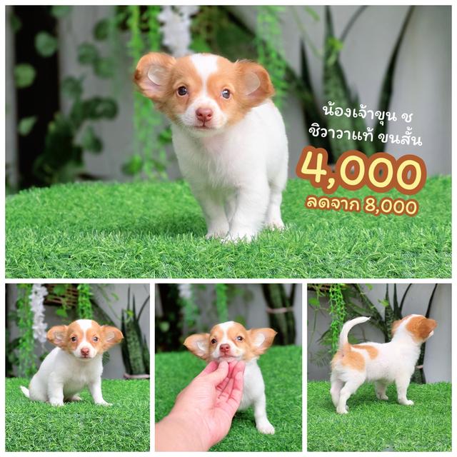 Chihuahuaชิวาวาพันธุ์แท้