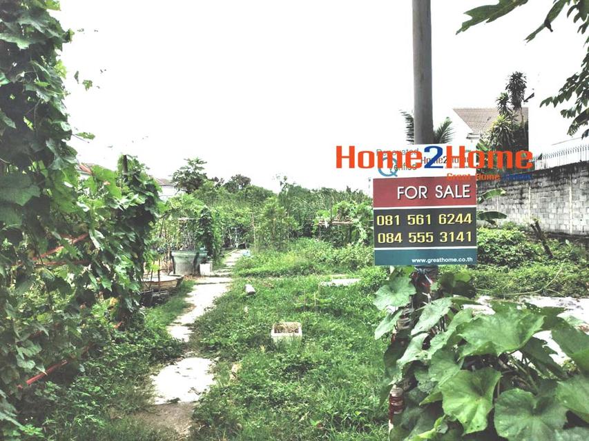 ขาย ที่ดิน 1 ไร่ ถมแล้ว หลังเดอะวอล์ค ราชพฤกษ์ 1