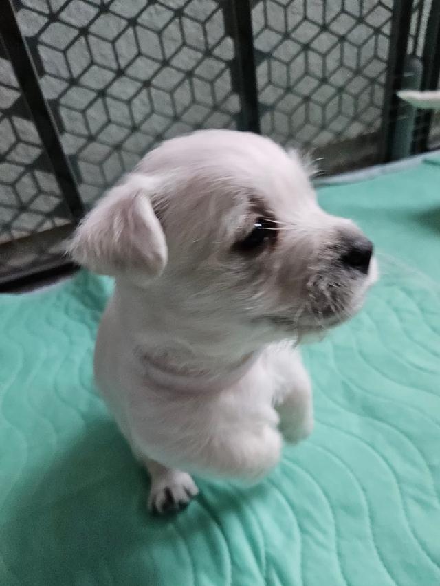 ลูกหมา West Highland White Terrier สินสอดเบาๆ 7