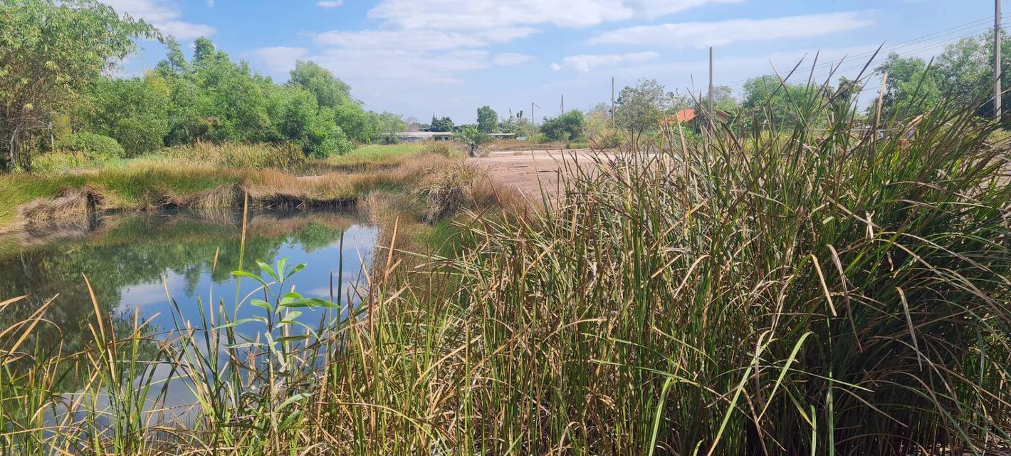 ขายที่ดิน 3 ไร่ คลอง12 ซอยสวนเกษตร2 ต.นพรัตน์ หนองเสือ ปทุมธานี 3