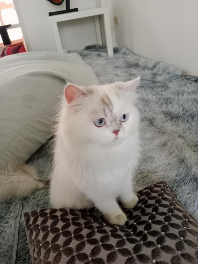 Persian  9