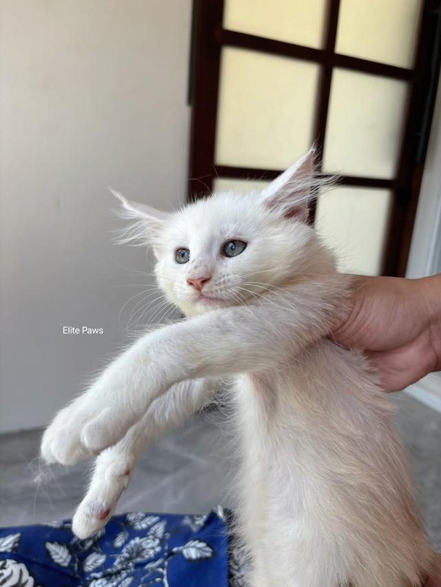 แมวMaine Coon เพศหญิง