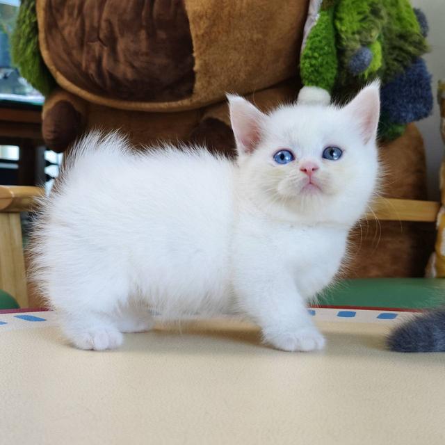 แมวขาสั้น Munchkin short leg chiangmai รูปย่อยที่ 3