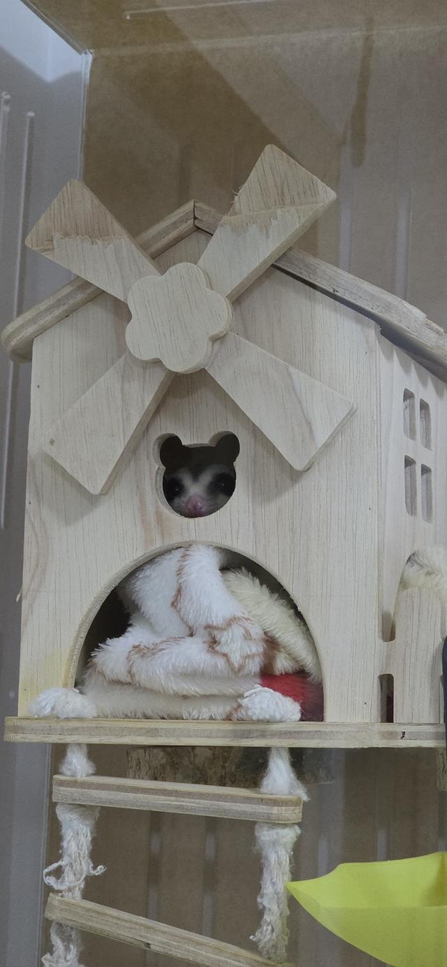 ขายน้องชูก้าไกรเดอร์ 2ตัว+คอนโด นัดรับเสาร์-อาทิตย์นี้ 10