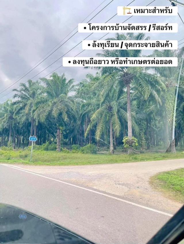 ที่ดินจังหวัดชุมพรหลังสวน 7