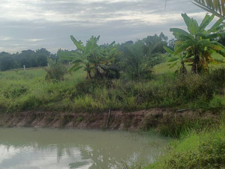 ที่ดินสุพรรณบุรี 7 ไร่ 2,500,000 ต.ดอนเจดีย์ อ.ดอนเจดีย์ จ.สุพรรณบุรี แปลงเดียวเท่านั้น โทร.อ้วน 0836955375 3