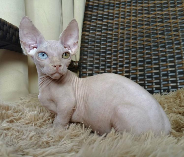 34.แมวแบมบิโน่/เพศผู้ Bambino Cat/Male ตาสองสี/Odd-eyed 7