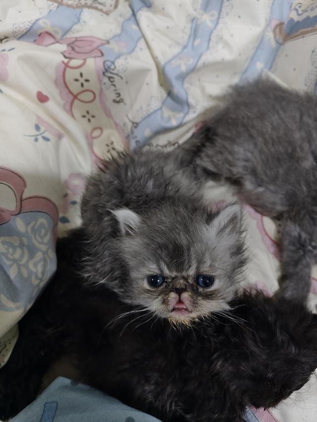 แมวเอ็กโซติกขนยาวแท้ 8