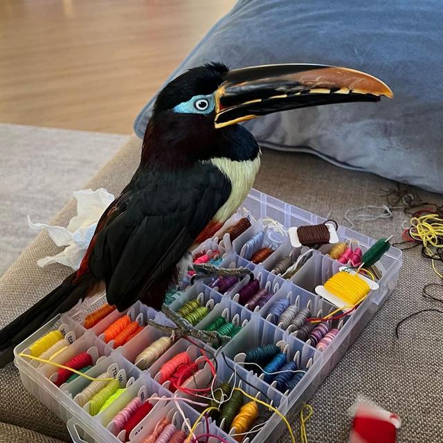 Chestnut-eared aracari 3