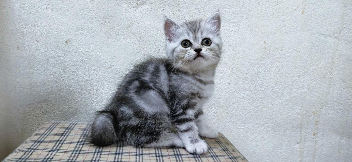 สัตว์เลี้ยง แมว แมวสก๊อตติส 2