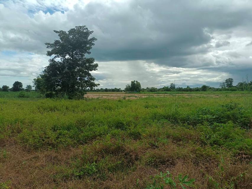 ขายที่ดิน 9-2-13 ไร่ ติดถนน ทำบ้านจัดสรรได้ ติดเทศบาล ตำบลเนินขาม อ.เนินขาม จ.ชัยนาท ขายถูกสุดในย่านนี้ 3