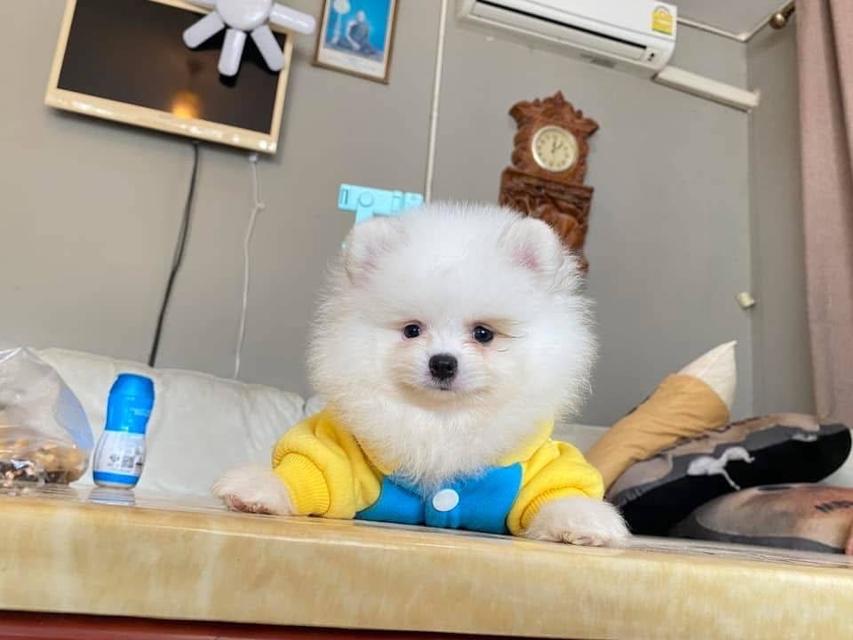 ลูกปอมแท้ อายุ2เดือน มาชมตัวจริงได้ 