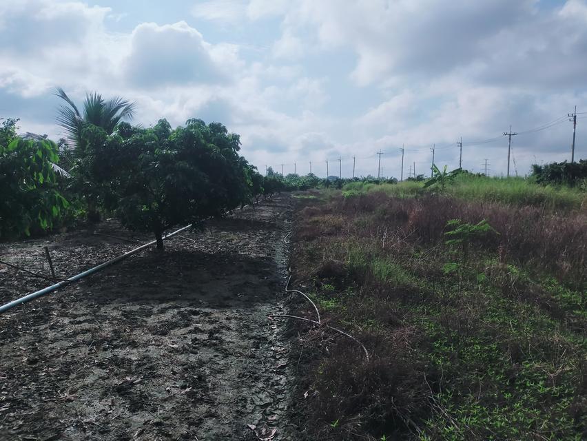 ที่ดิน 8