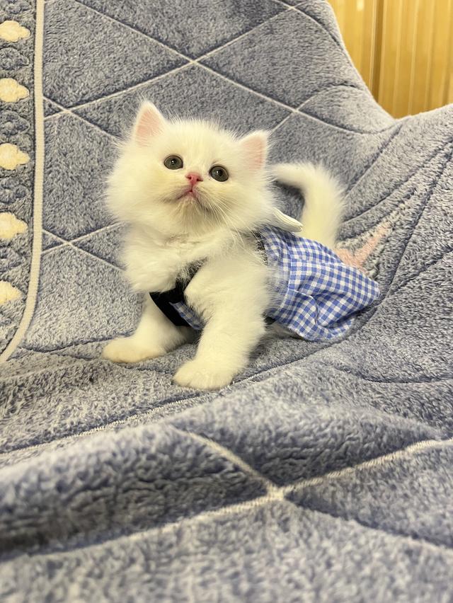 แมวเปอร์เซีย แมวสีขาว 8