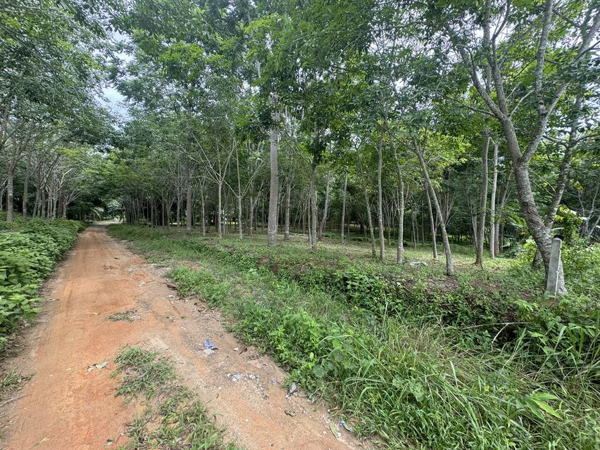 ขายที่ดินขาเข้าขาออกภูเก็ต โคกลอย 5