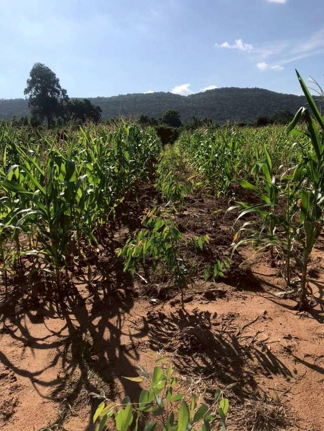 ที่ดินเปล่า จ.ลพบุรี อ.ลำสนธิ 4