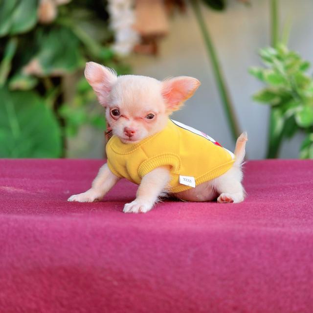 น้องวินเทอร์ ชิวาวาขนสั้นสีครีม พันธุ์แท้