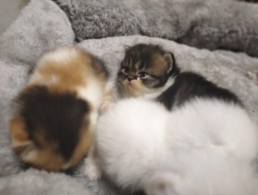 เปิดจอง เด็กๆอายุ 2 สัปดาห์ เปิดกล้องดูก่อนได้ค่ะ 14