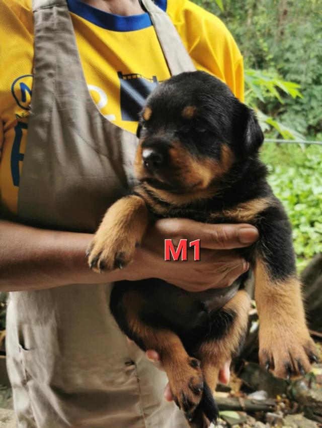 เปิดจองลูกสุนัขร็อตไวเลอร์สายเลือดนอกนำเข้าต่างประเทศ