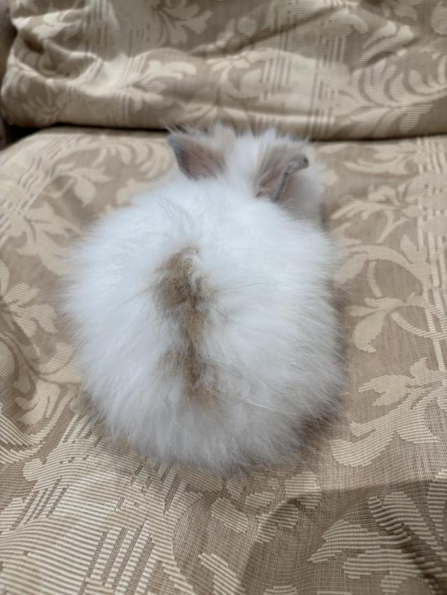 Teddy Bear Rabbit