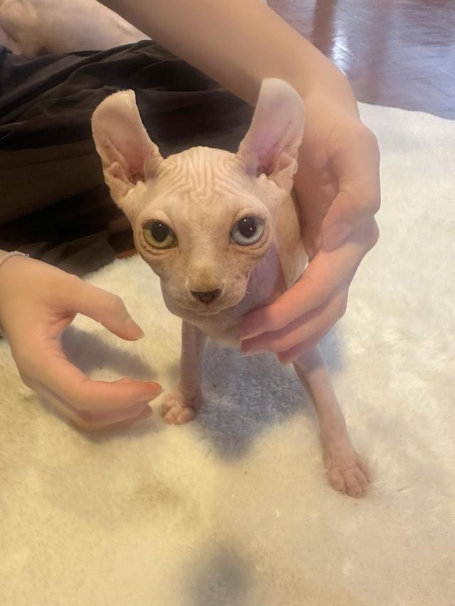 ขายแมวsphynx