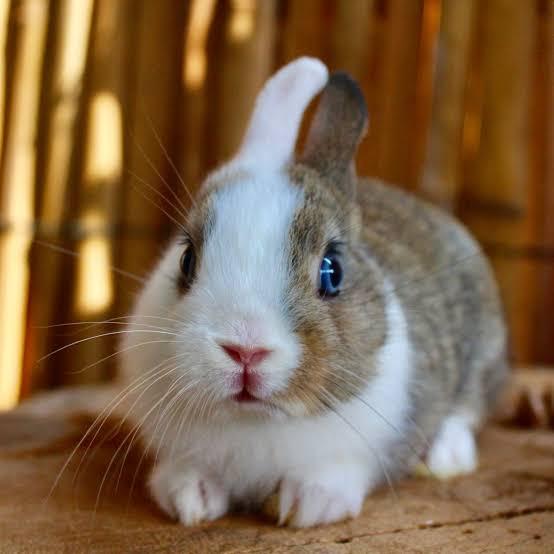 กระต่ายดัตซ์ สีเทาน่ารัก 2