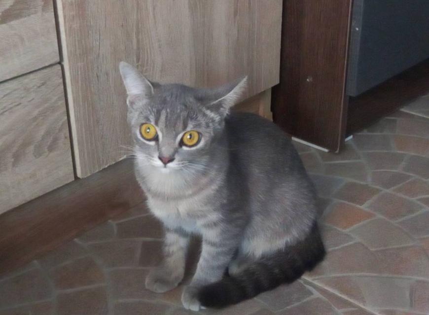 แมว พันธ์ผสม วิเชียรมาศ กะ สก็อตติส รูปที่ 3