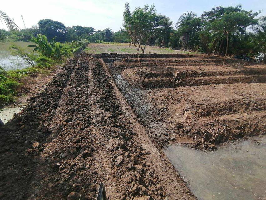 📣บริการ รับเหมาถมที่ดิน หินทำถนน เขื่อนกันดิน รั้วลวดหนาม ปรับพื้นที่รกร้างให้ทำเกษตรกรรมได้ เคลียหญ้า ขุดบ่อ ยกร่องสวน ปลูกกล้วย  6