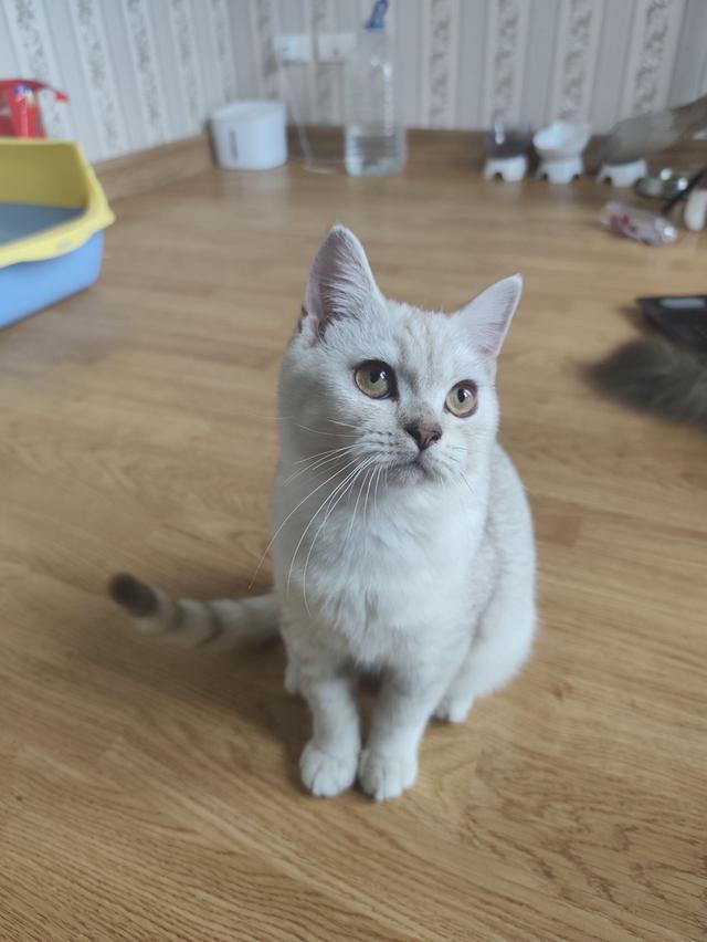 แมวสก็อตติส โฟลด์แท้ ผช