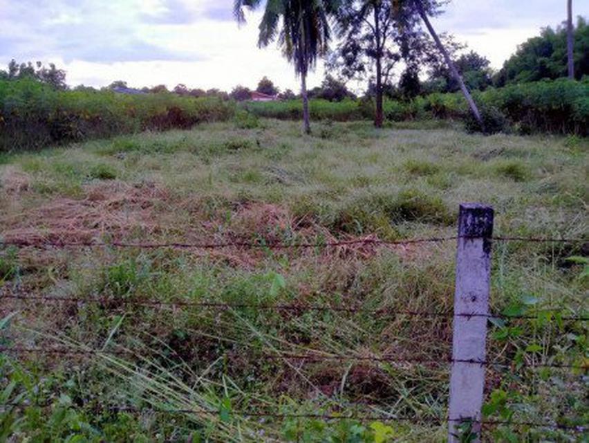 ขายที่ดิน พื้นที่ EEC 200 ตรว นาเริก พนัสนิคม ชลบุรี ใกล้ถนน.331 (แยกเกาะโพธิ์)เพียง 5 กม เหมาะปลูกบ้านพักอาศัย การเกษตร 2