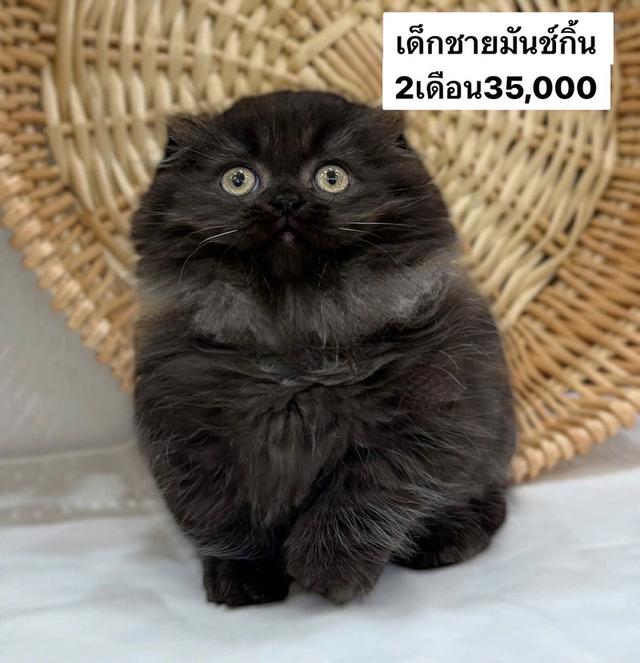 แมวมันช์กิ้น เด็กชาย